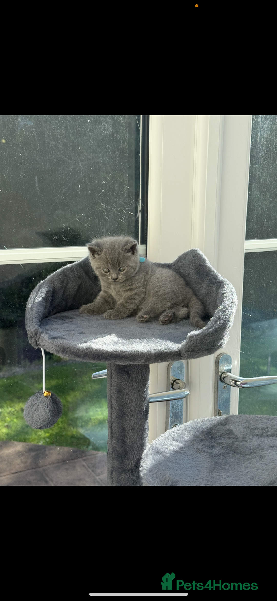 British Shorthair cats for sale: 5 playful blue British short hair kittens  - Image 2