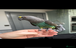 Mixed Breed birds for sale: Meyers parrot Female  - Image 2