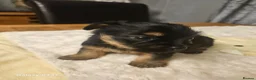 Yorkshire Terrier dogs for sale: My Luna have 4 puppies on 16 may   in Boston - Advert 11