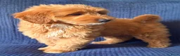 Australian Labradoodle dogs for sale: ⭐WALA Australian Labradoodles Last puppy🐶 - Advert 6