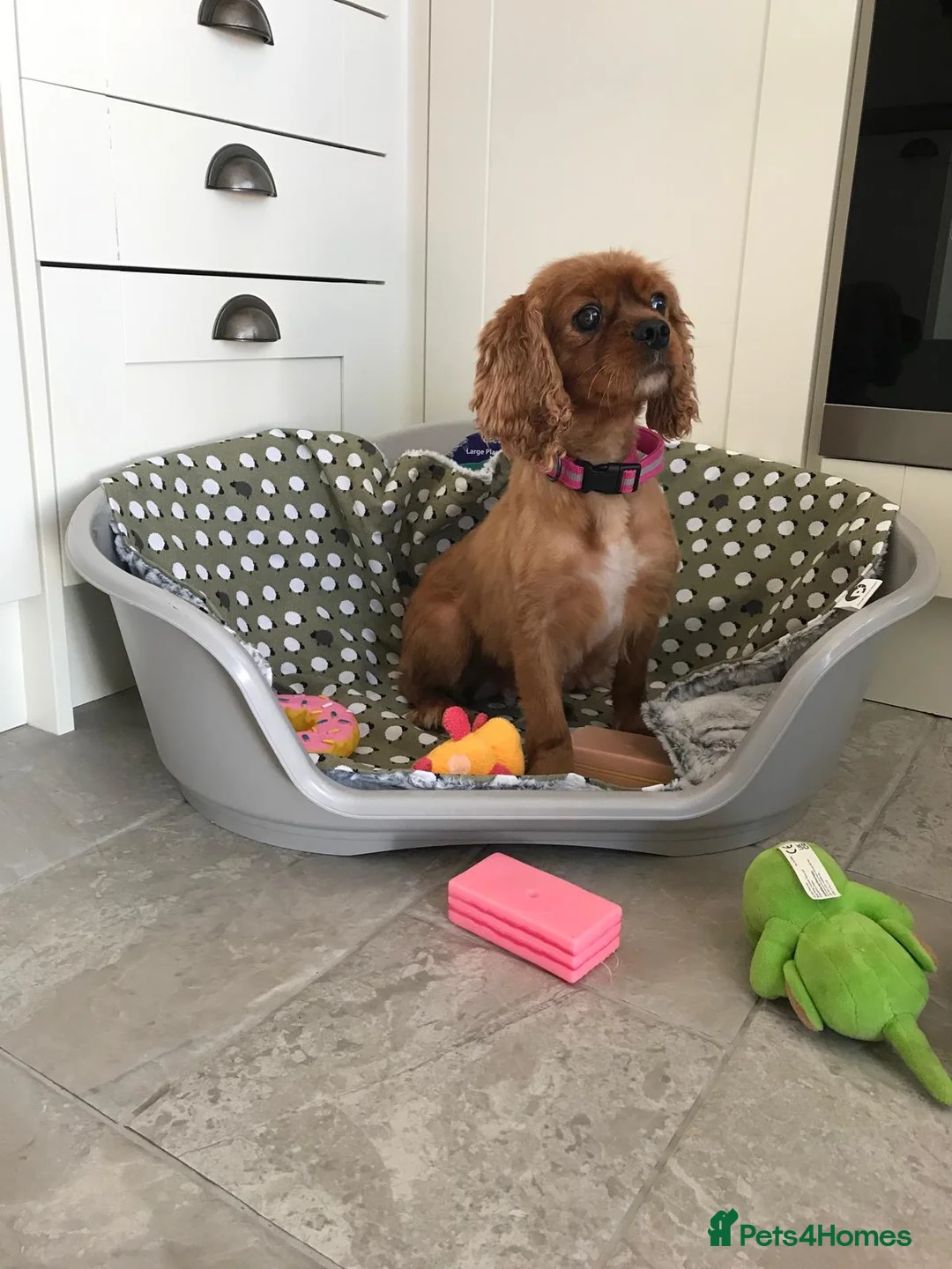 Cavapoo dogs for sale: Beautiful cavapoo puppies  - Advert 2
