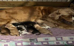 Cocker Spaniel dogs for sale: Gorgeous shoe type cocker spaniel  - Image 1