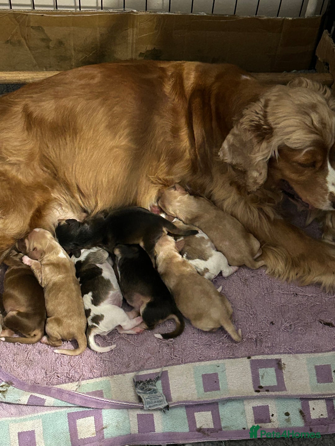 Cocker Spaniel dogs for sale: Gorgeous shoe type cocker spaniel  - Image 1