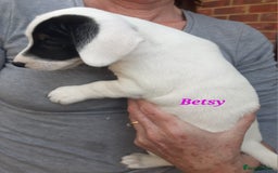 Jack Russell dogs for sale: Beautiful Jack Russel puppies - Image 9