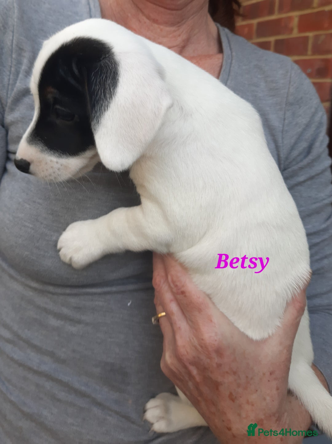 Jack Russell dogs for sale: Beautiful Jack Russel puppies - Image 9
