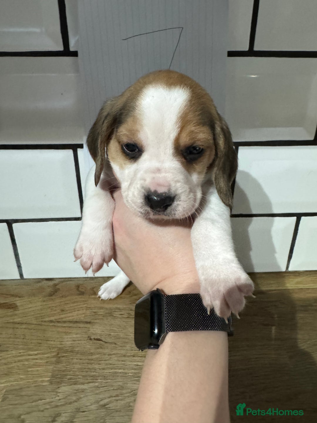 Beagle dogs for sale: Beautiful beagle puppies  - Advert 30