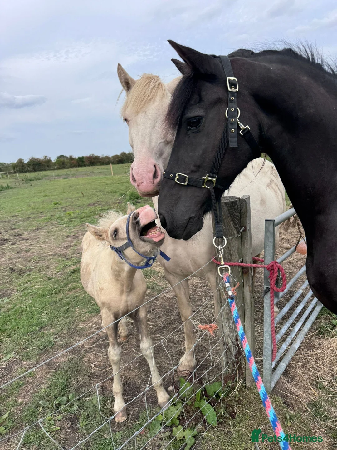 Friesian horses for sale: Friesian gelding 16.1h kfps registered 17 years  - Advert 2
