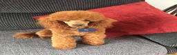 Maltipoo dogs for sale: Toy Maltipoo  in Llantwit Major - Advert 2