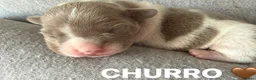 Mixed Breed dogs for sale: FOR SALE French Bull Wieners Puppies  in Stourport-on-Severn - Advert 12