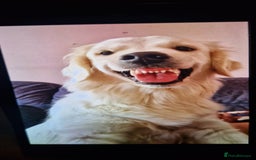 Goldendoodle dogs for sale: Goldendoodle retriever  - Image 29