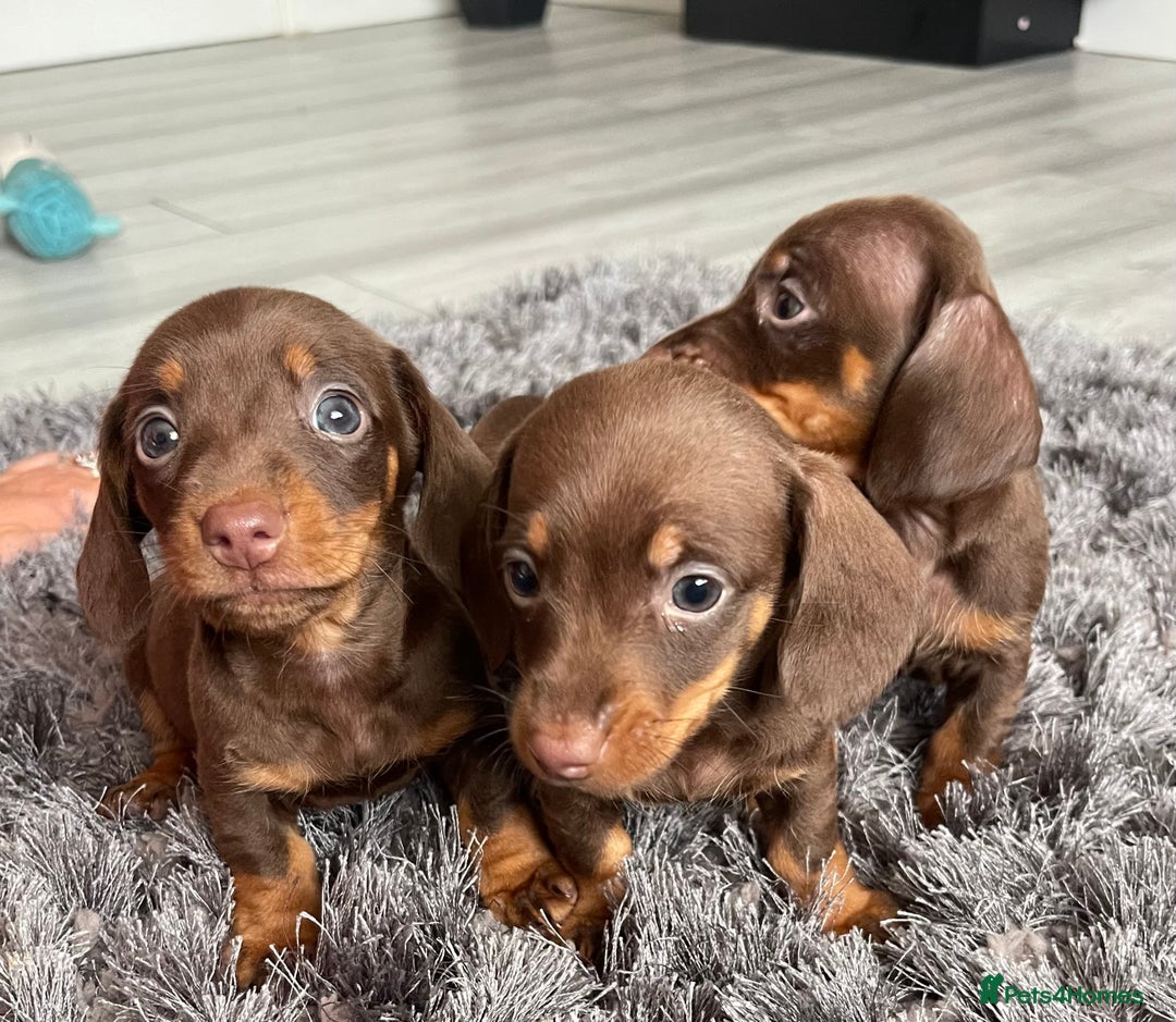 Dachshund dogs for sale: Miniature dachshund  - Image 11
