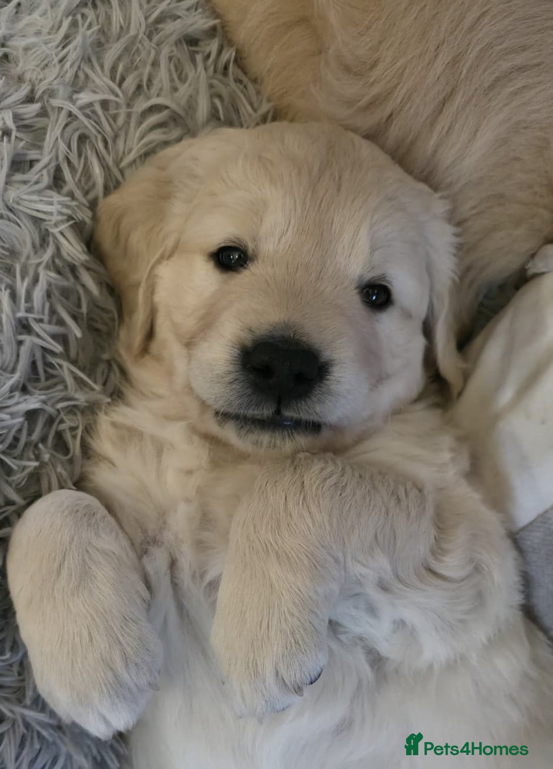 Golden Retriever dogs for stud: Enzo KC registered Stud dog  - Advert 15