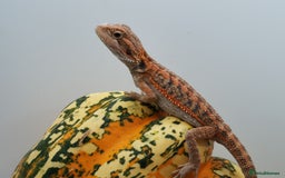 Bearded Dragon reptiles for sale: Bearded dragons hypo blue bar het trans  - Image 11
