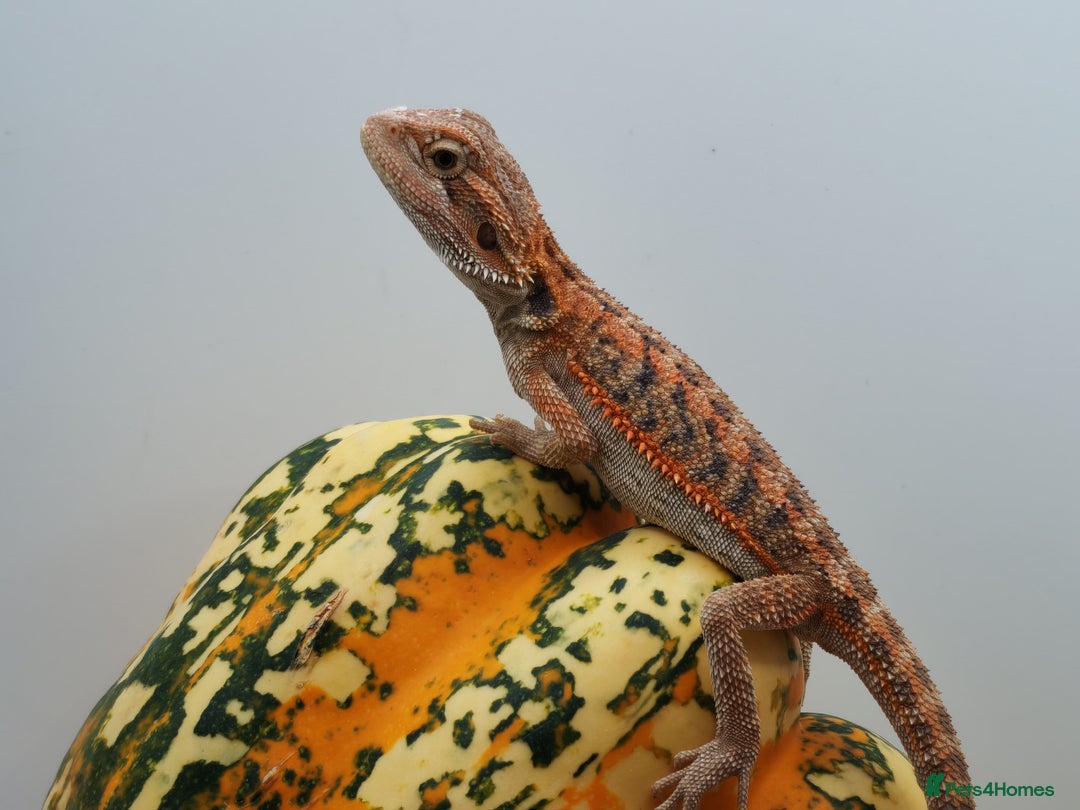 Bearded Dragon reptiles for sale: Bearded dragons hypo blue bar het trans  - Image 11
