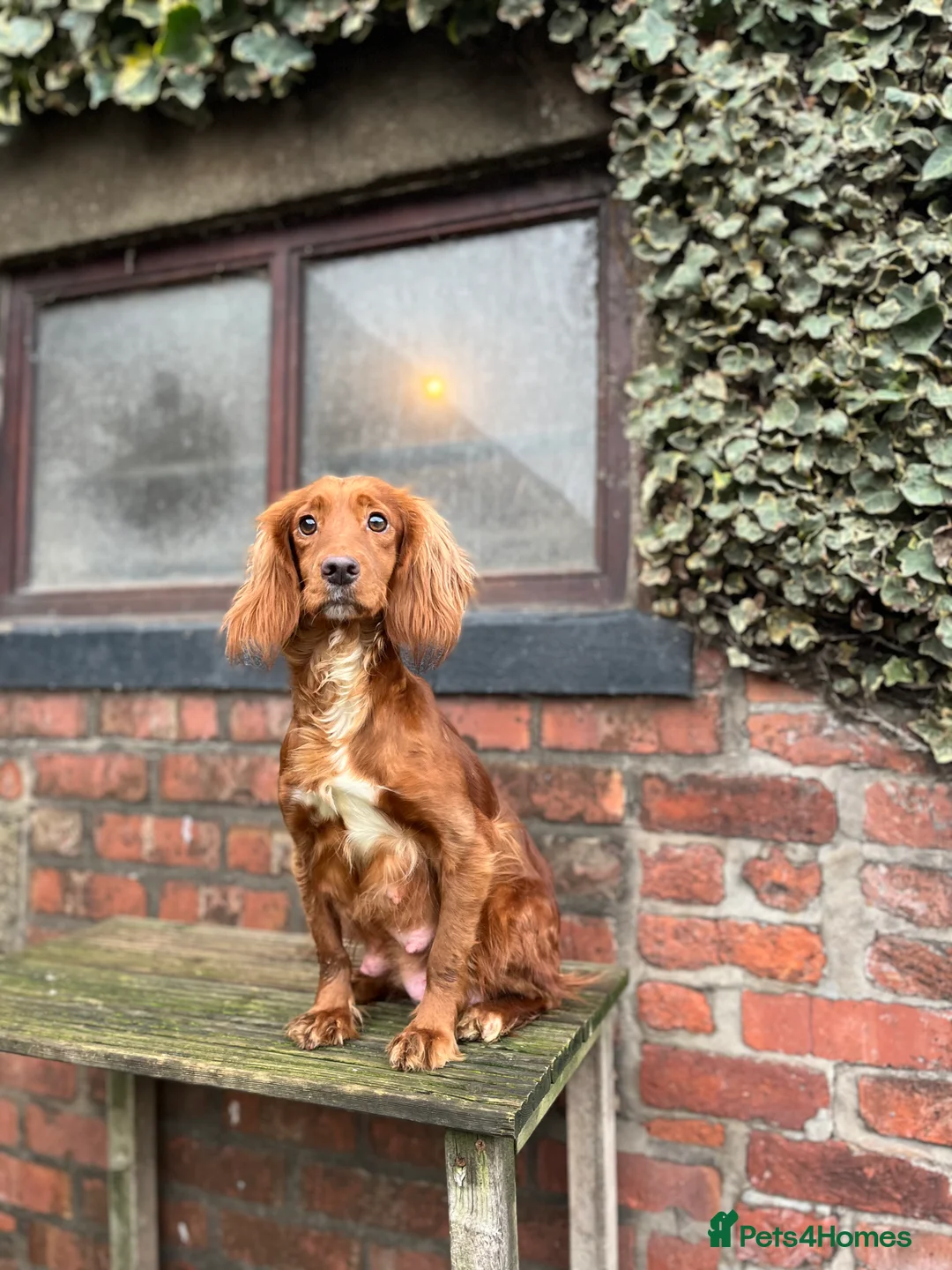 Cocker Spaniel dogs for sale: Kc Fox red, working cocker spaniels pups - Advert 11