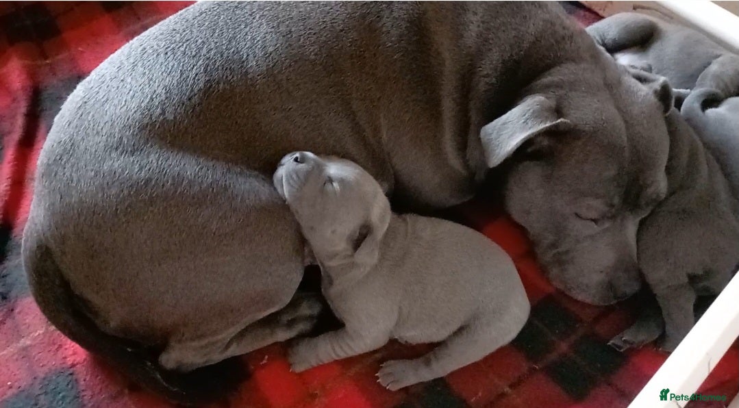 Staffordshire Bull Terrier dogs Beautiful Staffordshire Bull Terrier puppies - Advert 4