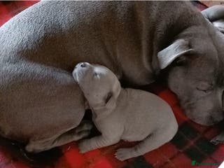 Staffordshire Bull Terrier dogs Beautiful Staffordshire Bull Terrier puppies - Advert 2