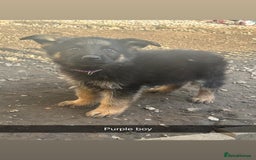 German Shepherd dogs for sale: Stunning blood line german shepherd puppy  - Image 3
