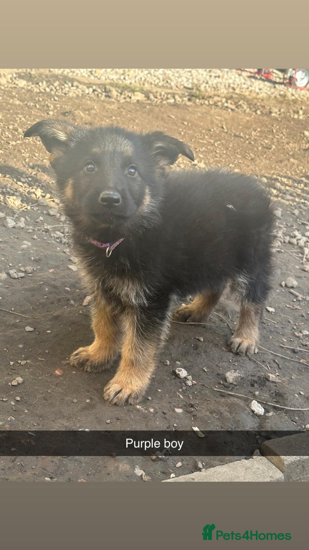 German Shepherd dogs for sale: Stunning blood line german shepherd puppy  - Image 3
