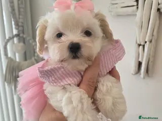 Maltipoo dogs Ready 6.3.26 Tiny korean maltipoo females - Advert 1