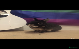 Netherland Dwarf rabbits for sale: Foster bunny up for rehoming  - Image 3