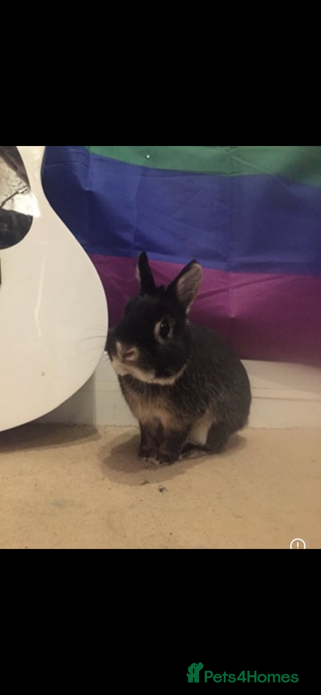 Netherland Dwarf rabbits for sale: Foster bunny up for rehoming  - Image 3