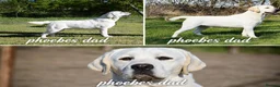 Labrador Retriever dogs for sale: Beautiful Labrador Girls  - Advert 7