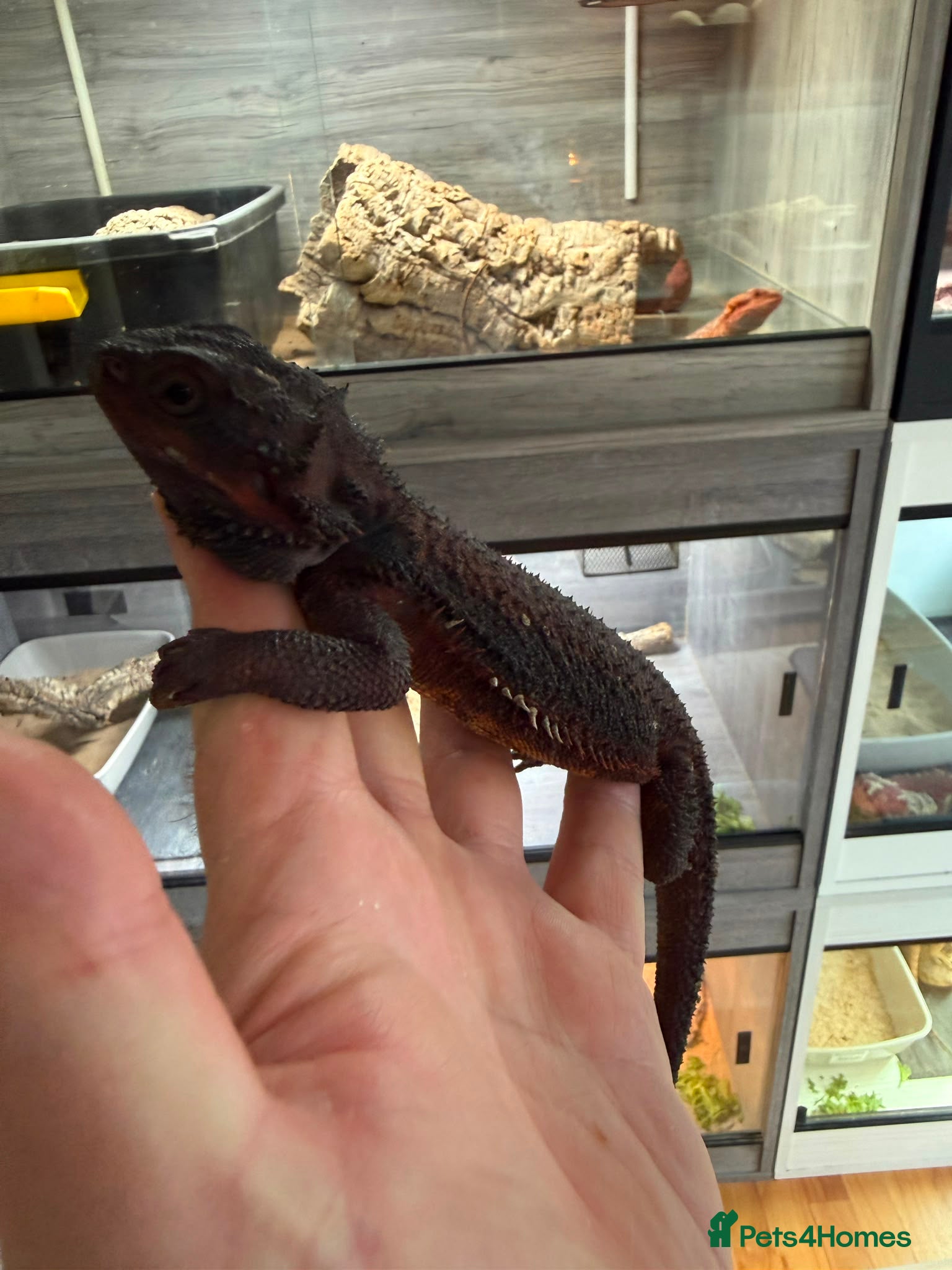 Bearded Dragon reptiles 100% Red Monster Bearded dragon - Advert 1