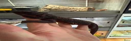 Bearded Dragon reptiles for sale: 100% Red Monster Bearded dragon - Advert 1