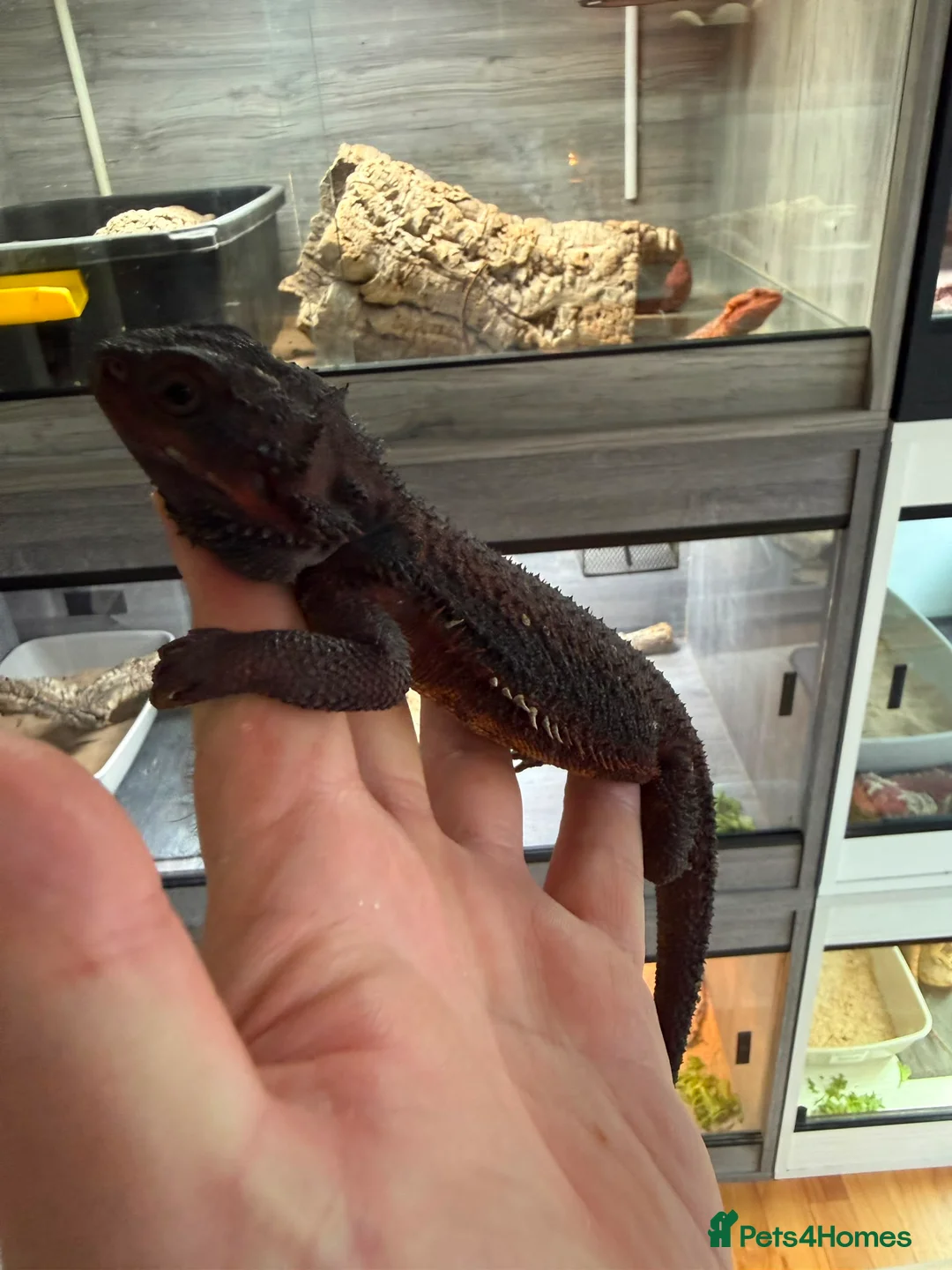 Bearded Dragon reptiles for sale: 100% Red Monster Bearded dragon - Advert 1