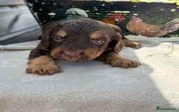 Cockapoo dogs for sale: Puppies - Image 5