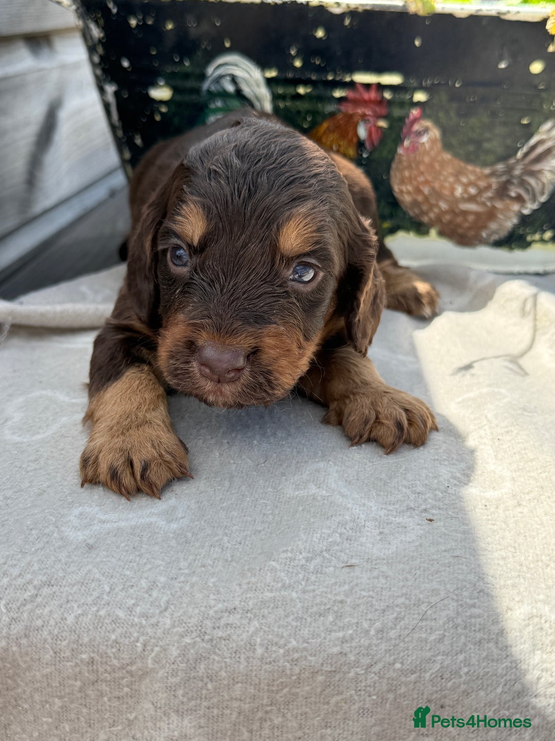 Cockapoo dogs for sale: Puppies - Image 5