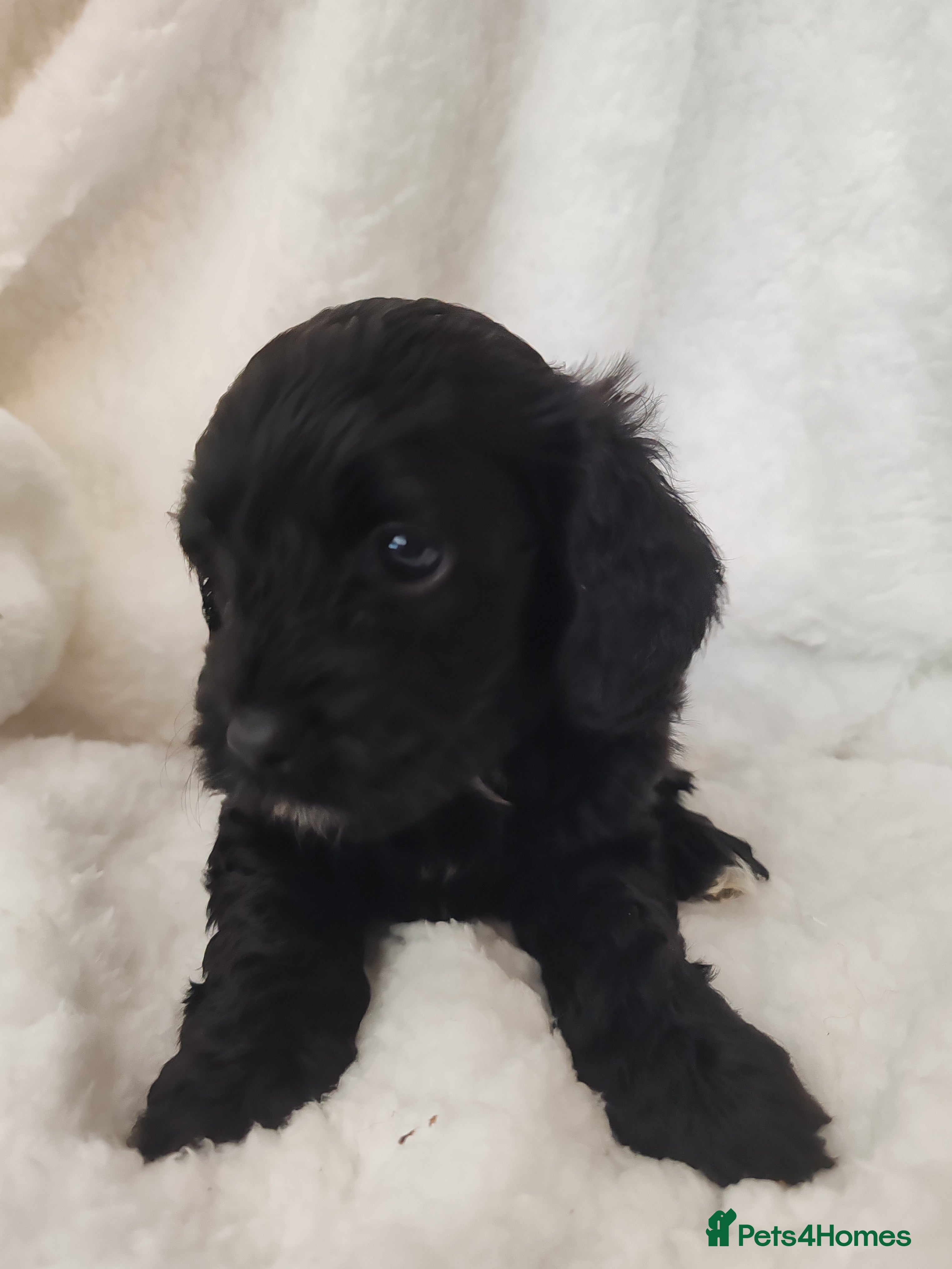 Cavapoo dogs F1 Cavapoo - Advert 3