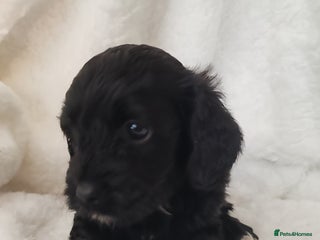 Cavapoo dogs F1 Cavapoo - Advert 5