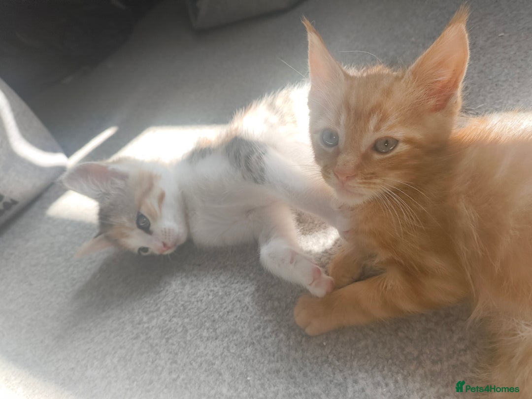 Maine Coon cats for sale: Half Maine coon ready to leave now - Image 12