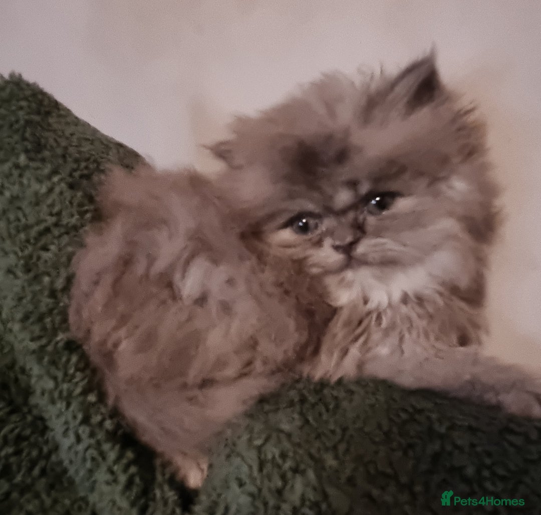 Persian cats for sale: Chinchilla Persian kittens  - Image 6