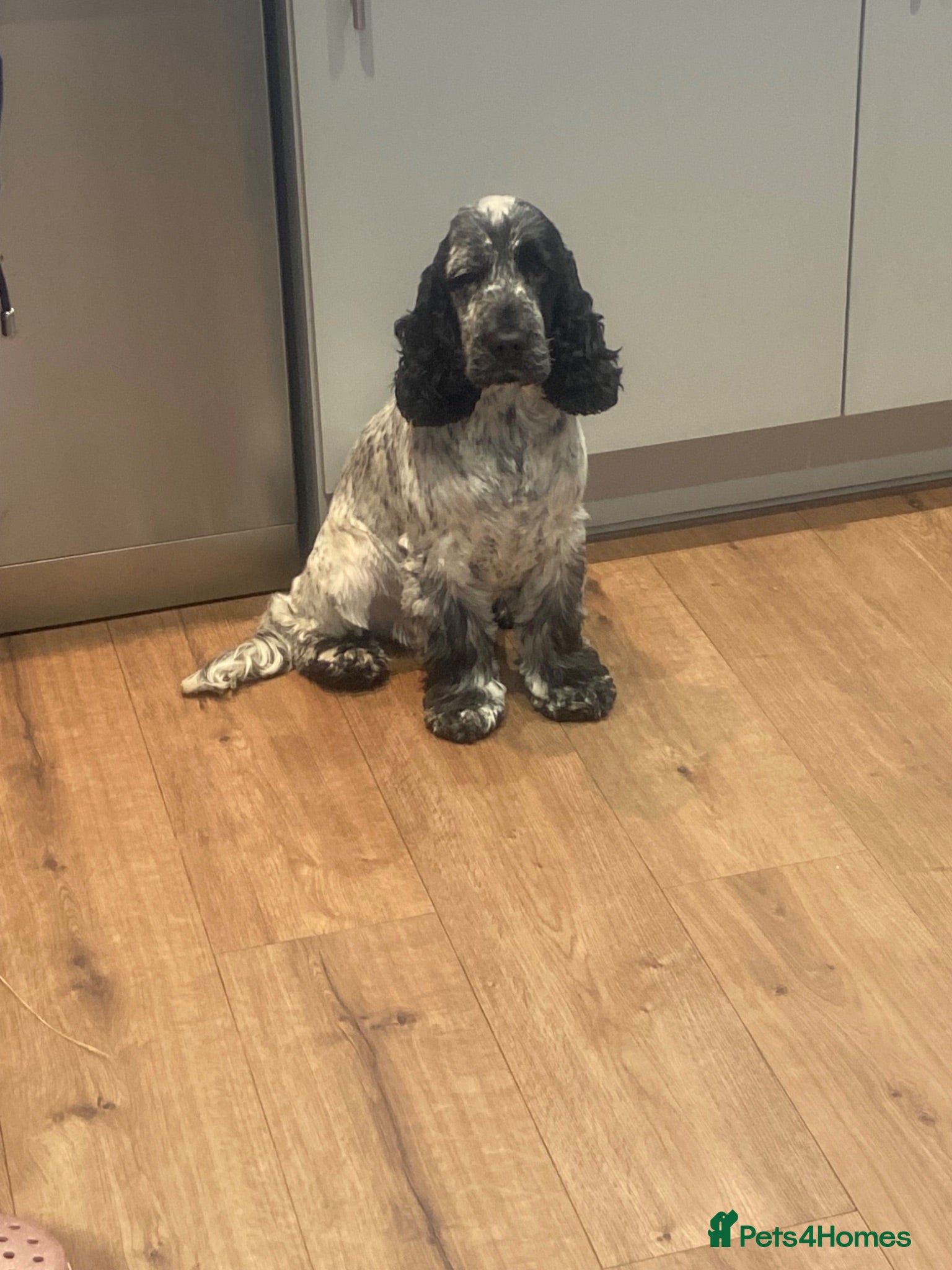 Cocker Spaniel dogs  KC Show line Blue Roan Cocker spaniel Stud - Advert 23