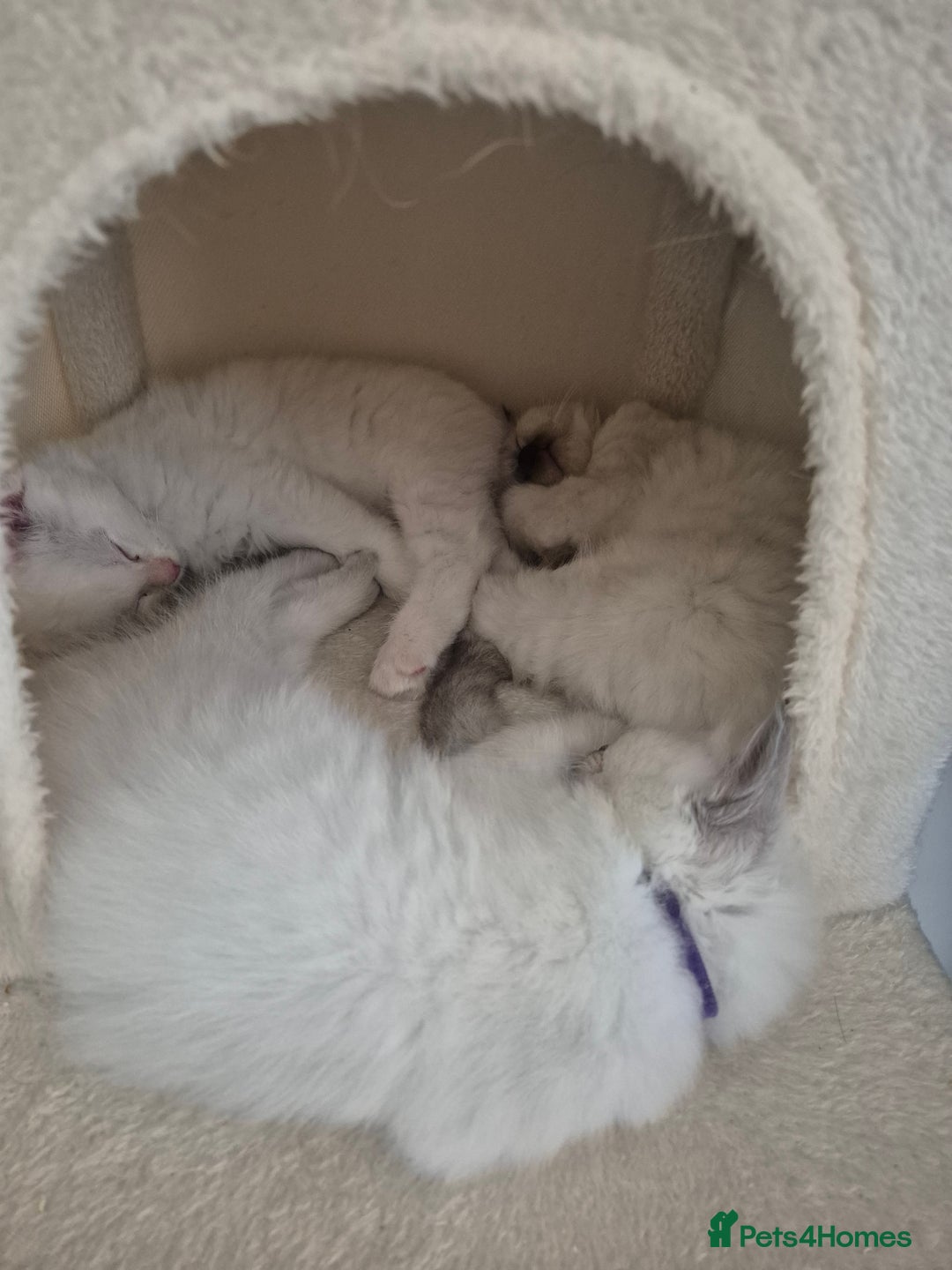 Ragdoll cats for sale: Pure Ragdoll Kittens for sale - Image 21