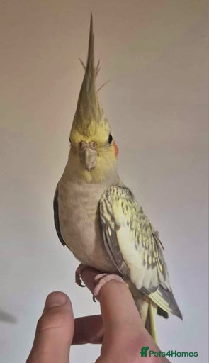 Gallery Image {{count}}