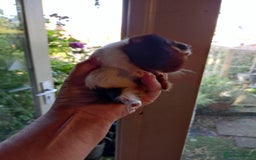 Guinea Pig rodents for sale: Baby males and females guinea pigs  - Image 9
