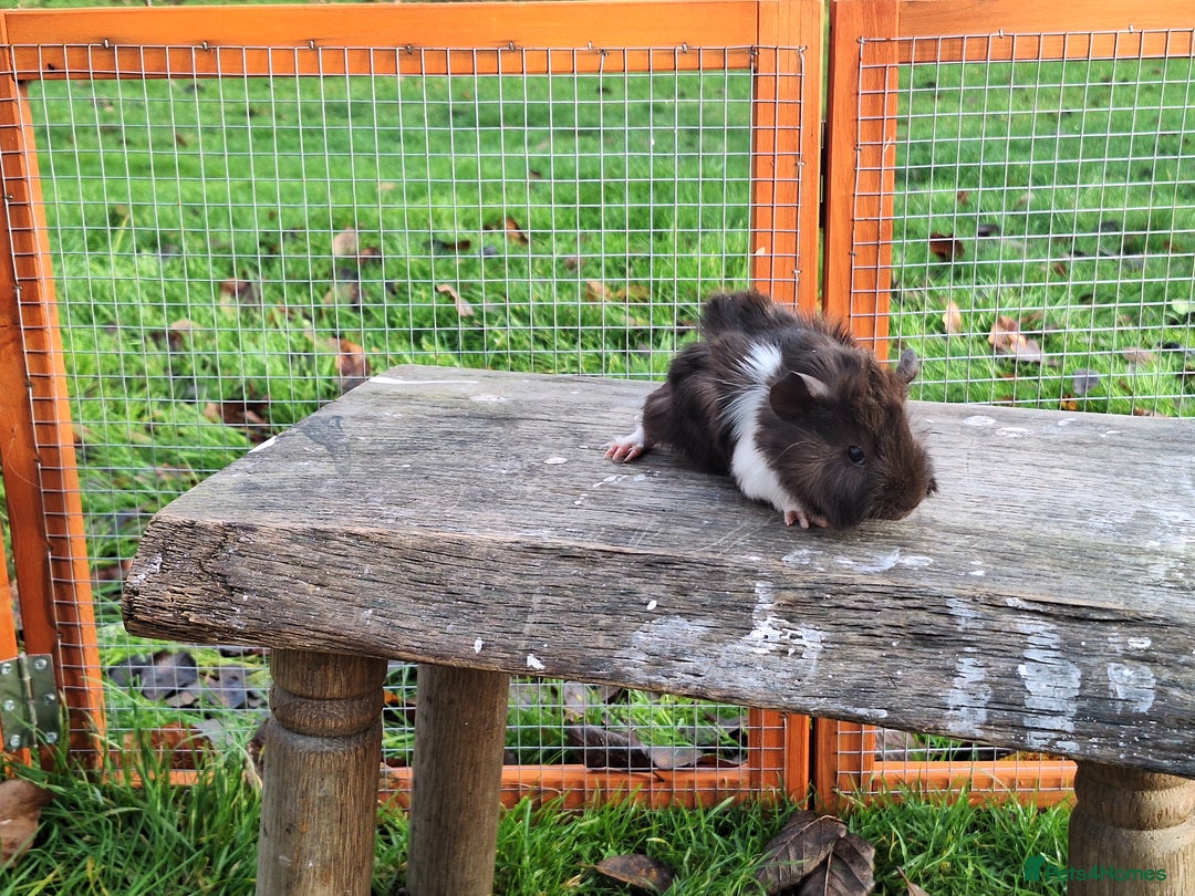 Guinea Pig rodents for sale: Male Guinea Pig - Advert 2