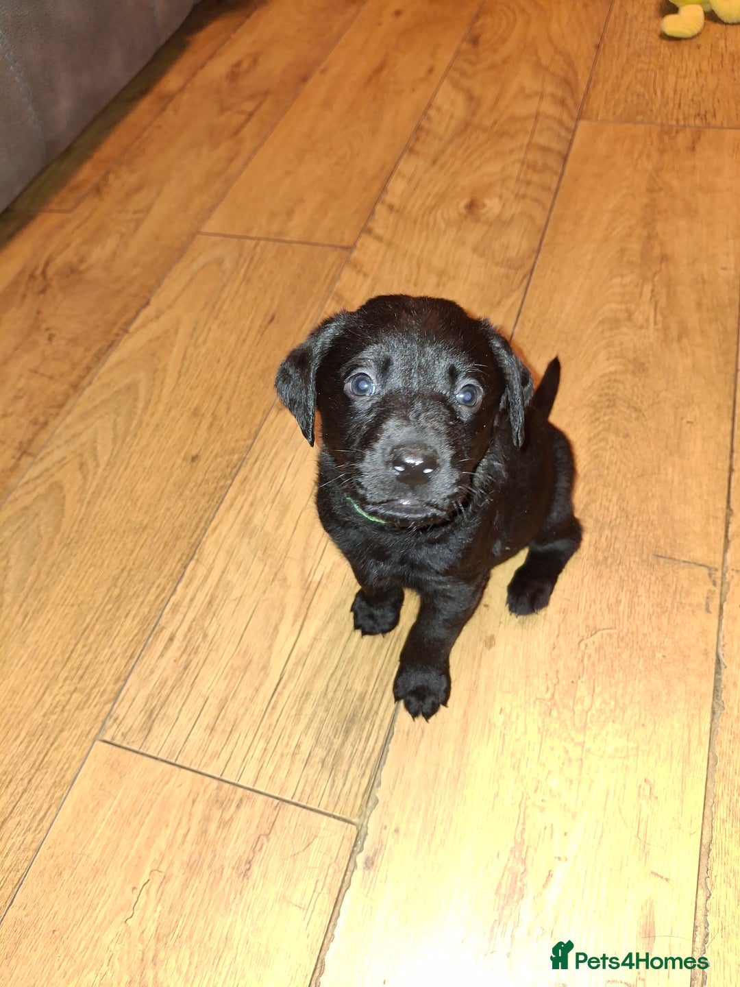 Labrador Retriever dogs for sale: Black labrador puppies - Advert 16