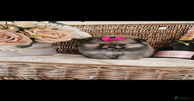Pomeranian dogs - Advert 3