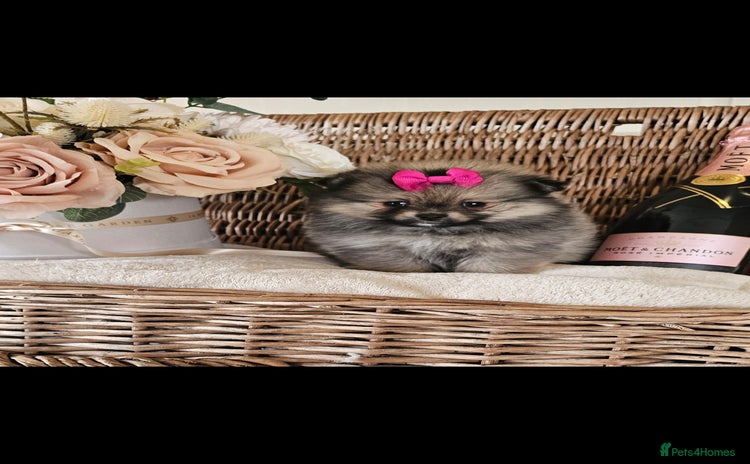Pomeranian dogs - Advert 3