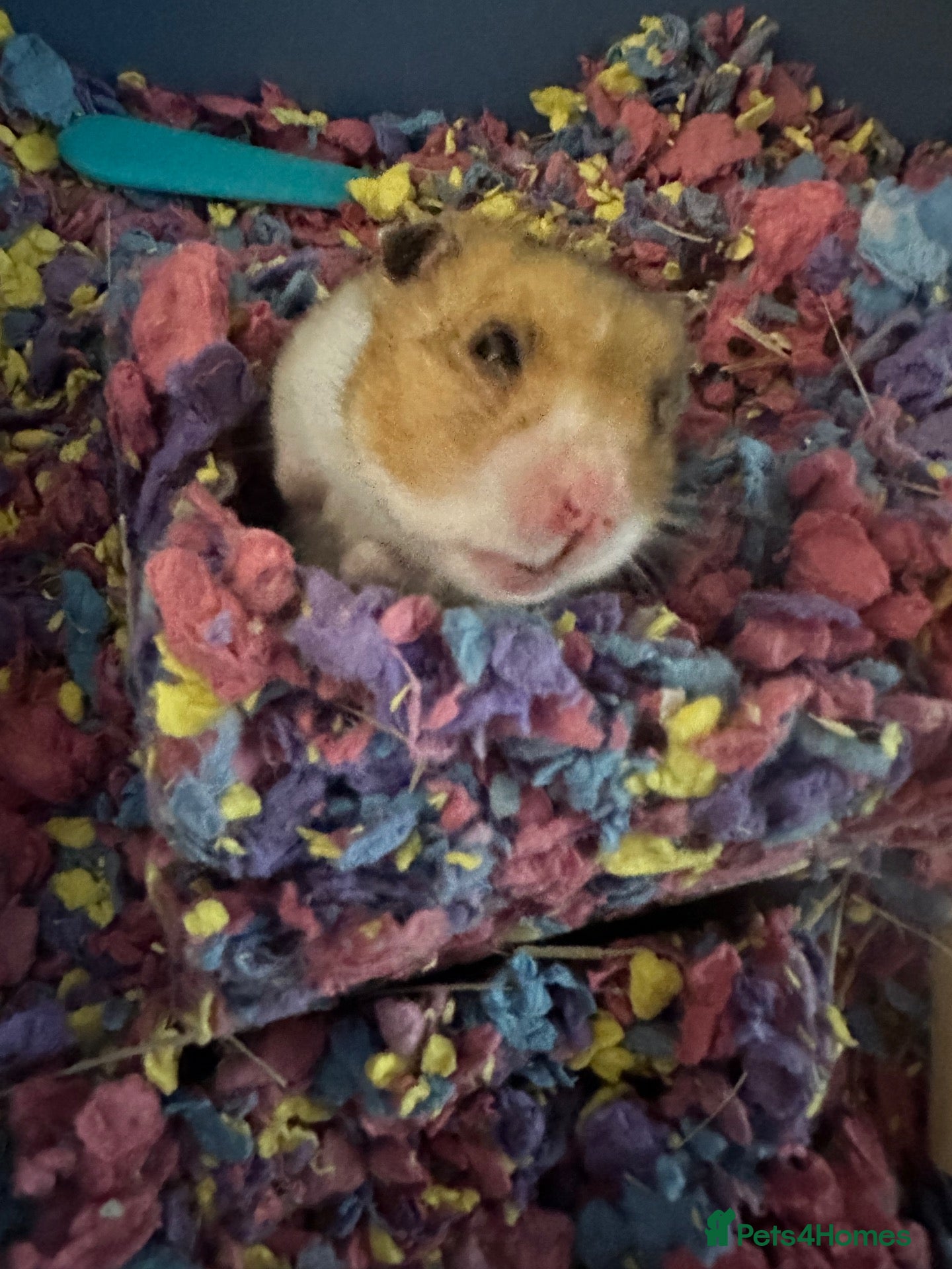 Hamster rodents 3 Syrian hamsters  - Advert 1