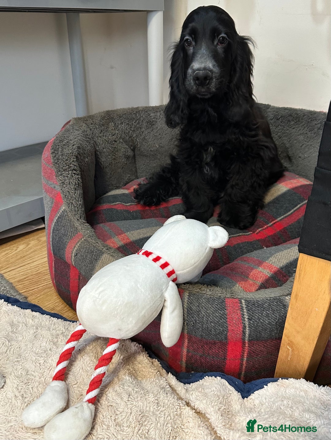 Cocker Spaniel dogs for sale: Handsome 4 month old black boy - Advert 11
