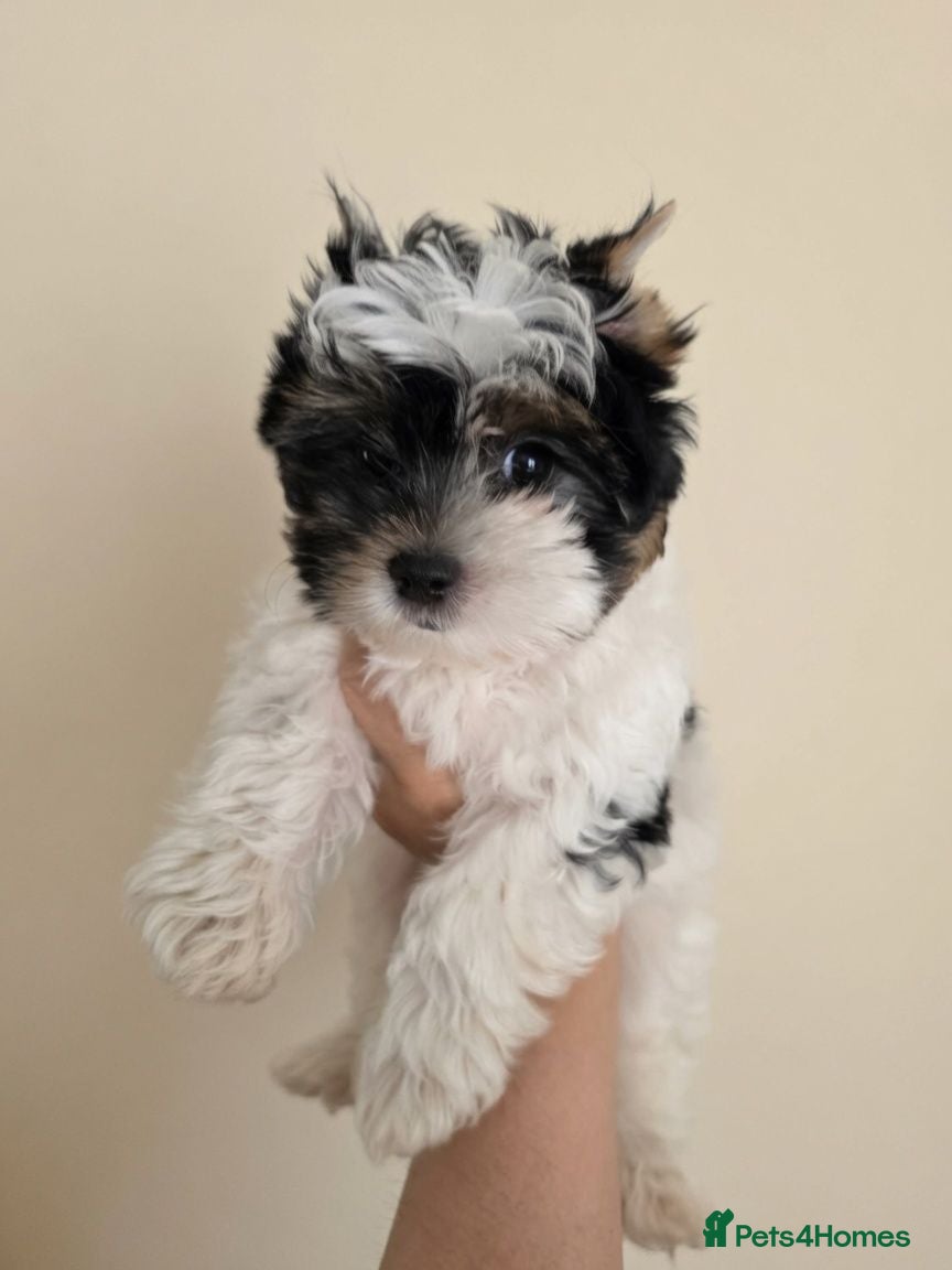 Biewer Terrier dogs READY TO GO Girl  Beautiful Biewer Terriers - Advert 3