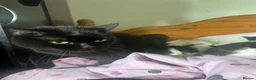 Mixed Breed cats for sale: British shorthair x Maincoon  - Advert 2