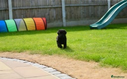Labrador Retriever dogs for sale: Stunning litter of 6 Labrador Puppies  - Image 5