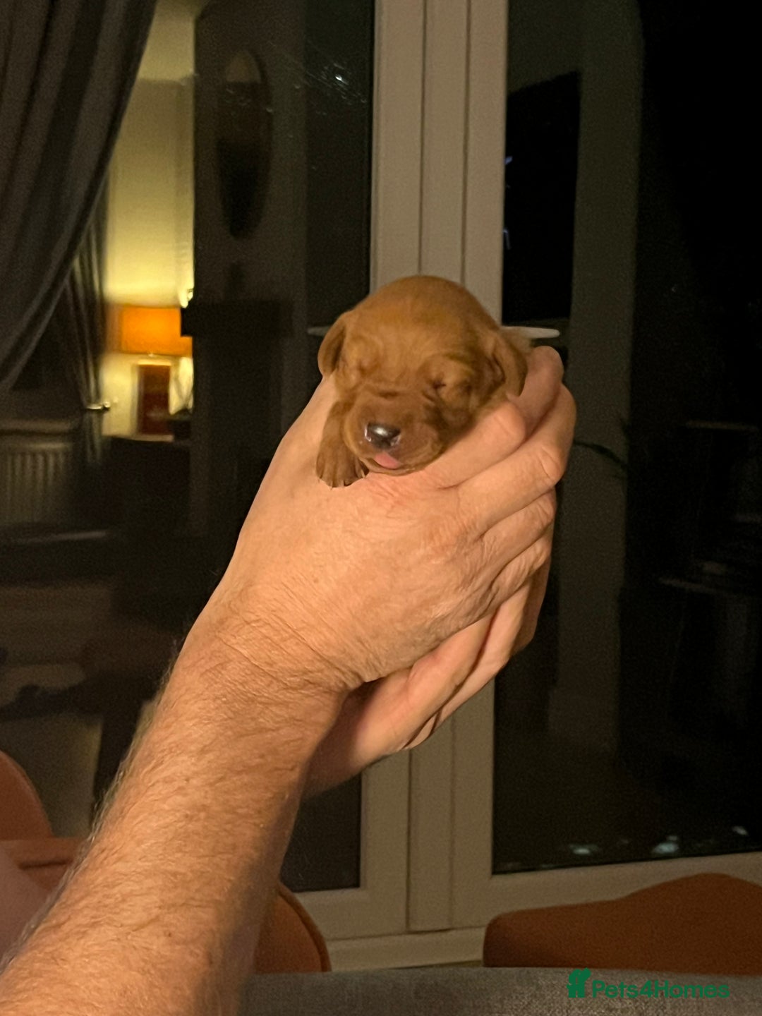 Labrador Retriever dogs for sale: Fox Red Labrador pups for sale - Image 8